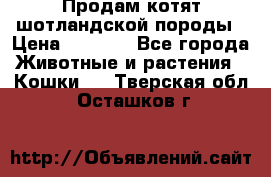 Продам котят шотландской породы › Цена ­ 2 000 - Все города Животные и растения » Кошки   . Тверская обл.,Осташков г.